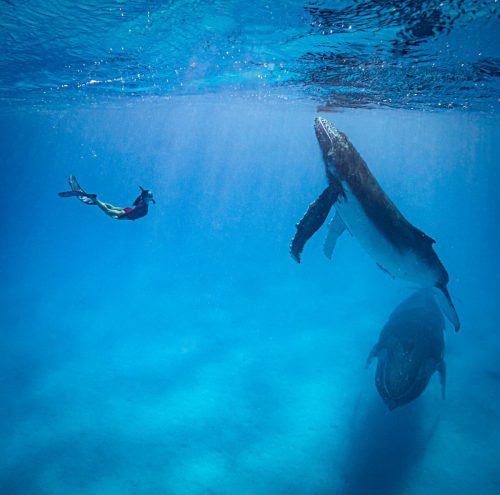 Невероятная фотосессия: встреча дайвера с детёнышем горбатого кита