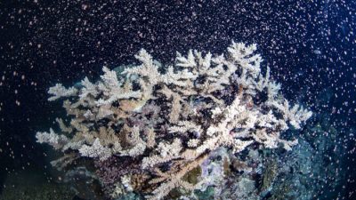 Барьерный риф Австралии ожил после 18 месяцев восстановления