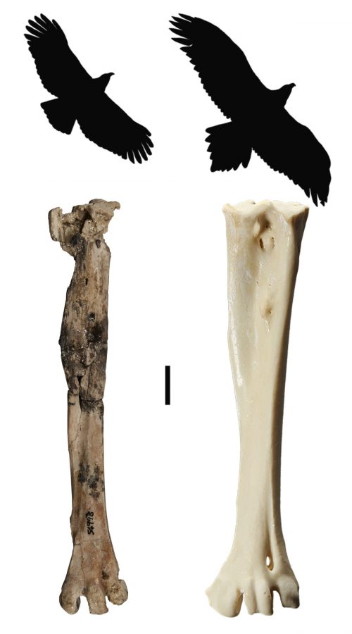 В Австралии нашли окаменелость орла возрастом 25 млн лет
