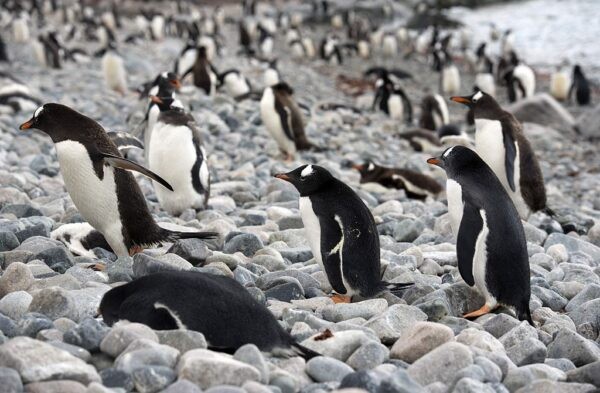 Пингвины Генту на острове Кувервиль, западная часть Антарктического полуострова, 4 марта 2016. (EITAN ABRAMOVICH/AFP via Getty Images)