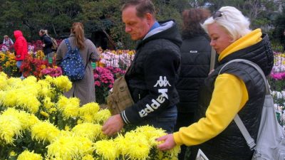 Бал хризантем в Никитском саду продолжается