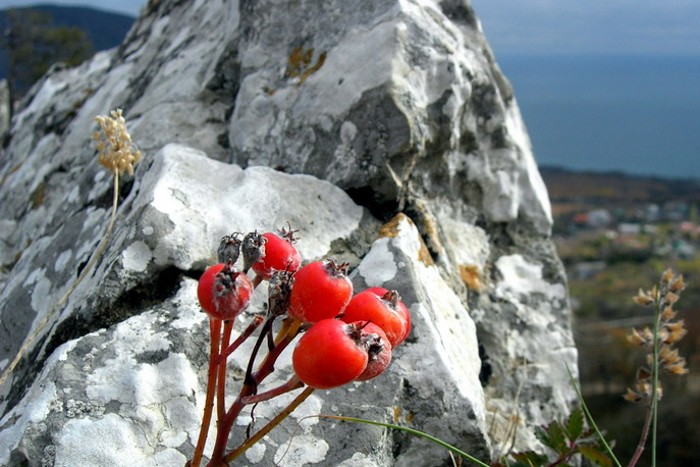 Плоды боярышника, растущего в расселине скалы на Красном камне. (Алла Богданова/The Epoch Times)