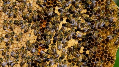 Во Франции рабочий спас 35000 пчёл