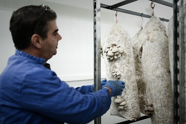 Работник собирает грибы для Симона Занони, шеф-повара итальянского происхождения отеля George V, отмеченного звездой Мишлен, в Париже, 12 сентября 2019 года. (Philippe LOPEZ/AFP via Getty Images)