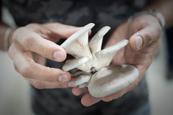 Симоне Занони, шеф-повар ресторана Le George, отмеченного звездой Мишлен, держит свежесобранные грибы на любимой грибной грядке ресторана в Сен-Ном-ла-Бретеш, 12 сентября 2019 года. (Philippe LOPEZ/AFP via Getty Images)  | Epoch Times Россия