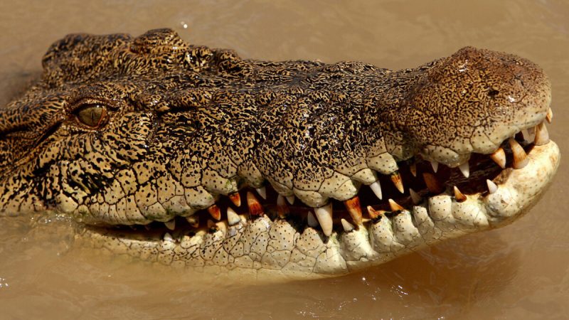 Крокодил в реке Аделаида недалеко от Дарвина, Северная территория Австралии, 2 сентября 2008 года. (Greg Wood/AFP via Getty Images) | Epoch Times Россия