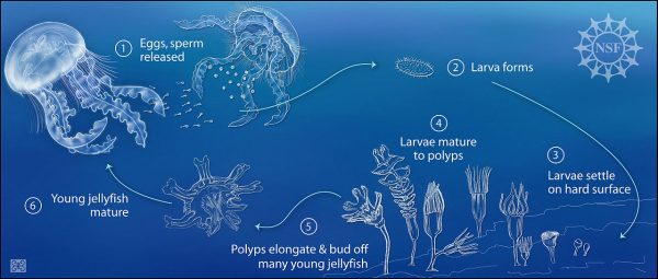 Жизненный цикл медузы. (Изображение: Викимедиа)