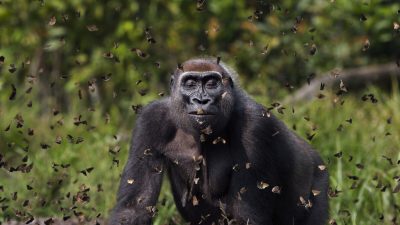 Фотограф-натуралист получил главный приз за гориллу, «радостно» идущую через облако бабочек