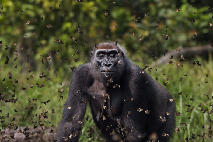 Фотограф-натуралист получил главный приз за гориллу, «радостно» идущую через облако бабочек