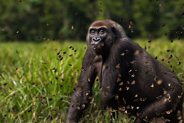 Западная равнинная горилла Малуи идёт сквозь облако бабочек. (Courtesy of Anup Shah)