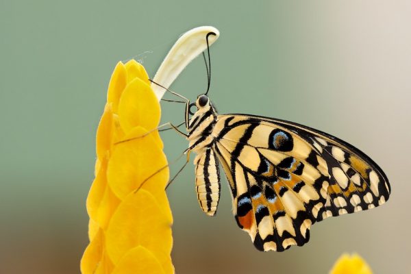 Подобно тому, как гусеница превращается в бабочку, а вода может стать паром или льдом, мы тоже постоянно меняемся, проходя через младенчество, взрослую жизнь и старость. (Image: BorisSmokrovicviaUnsplash)