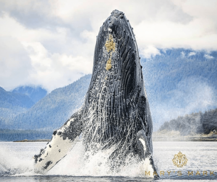 Женщина покинула офис, чтобы делать головокружительные снимки китов на Аляске