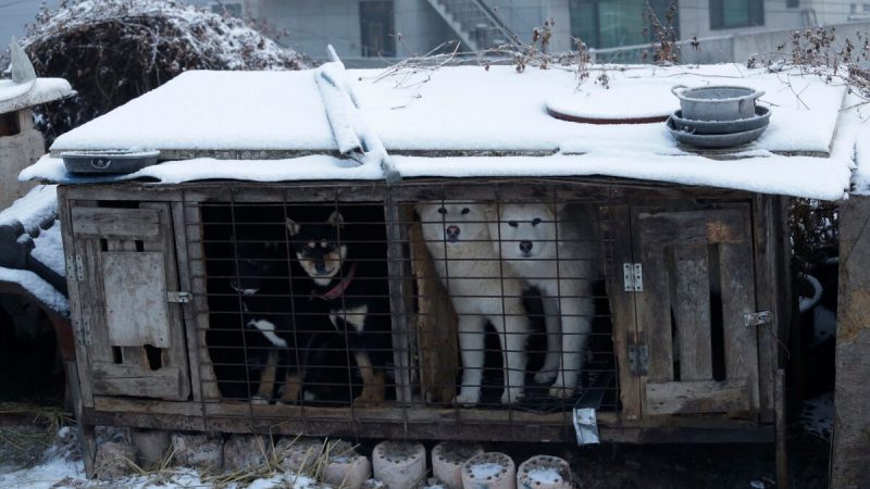 Собаки в клетке на ферме по производству собачьего мяса в Сихыне, Южная Корея, 23 февраля 2018 года. (Ahn Young-joon/AP Photo) | Epoch Times Россия