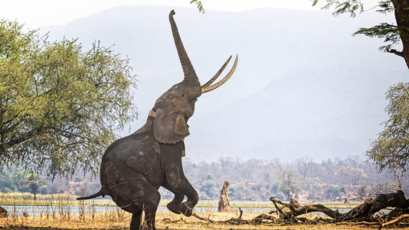 Большой африканский слон ловко стоит на двух ногах, хватаясь хоботом за высокие ветви, в национальном парке Мана-Пул, Зимбабве (Getty Images)
 | Epoch Times Россия