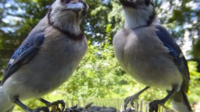 Женщина установила самодельную камеру-кормушку для съёмки птиц