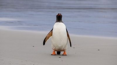Пингвин попал в Новую Зеландию, преодолев путь в 3000 км