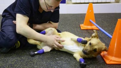 Ветеринары из Новосибирска впервые в истории поставили собаке протезы на все четыре лапы