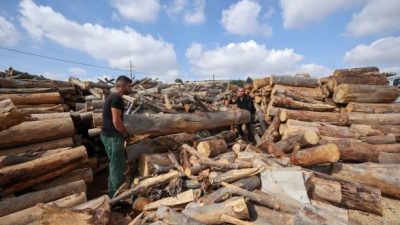 Мебельщики России попросили ограничить вывоз древесного сырья