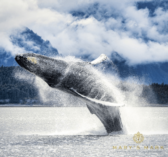 Женщина покинула офис, чтобы делать головокружительные снимки китов на Аляске