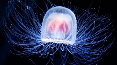 На бессмертную медузу по-прежнему обращают мало внимания