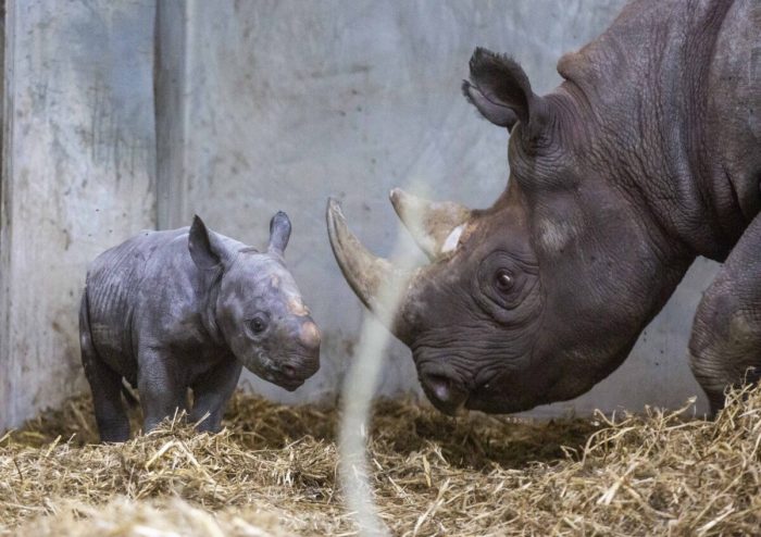 Очаровательные фотографии детёныша восточного чёрного носорога