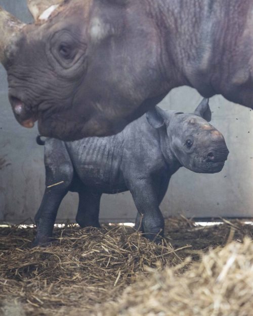 Очаровательные фотографии детёныша восточного чёрного носорога
