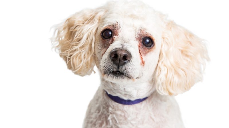 Бронзовые пятна под глазами у собак светлого окраса — это не медицинская, а косметическая проблема. (Susan Schmitz/Shutterstock)
 | Epoch Times Россия