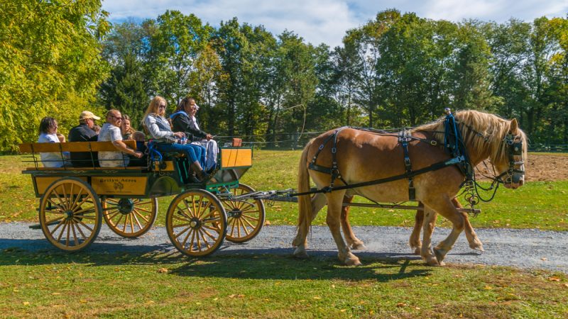 Посетители едут в запряжённой лошадьми повозке в Фермерский музей долины Лэндис, во время ежегодного празднования Дня урожая. (George Sheldon/Shutterstock)
 | Epoch Times Россия