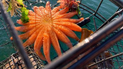 Рыбак обнаружил в крабовой ловушке 19-рукую флуоресцентную морскую звезду