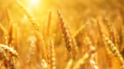 Биржевая стоимость пшеницы достигла девятилетнего максимума