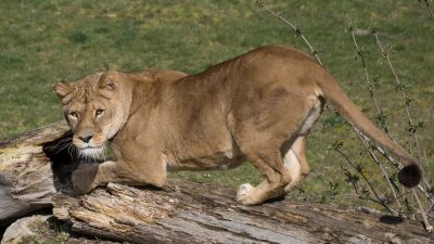 У львицы в бельгийском зоопарке обнаружен COVID-19