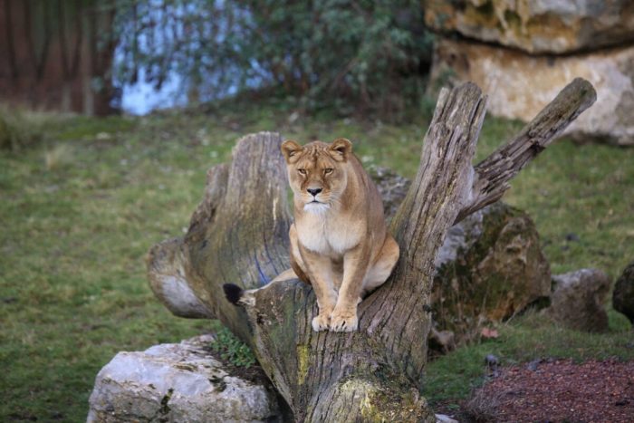 У львицы в бельгийском зоопарке обнаружен COVID-19