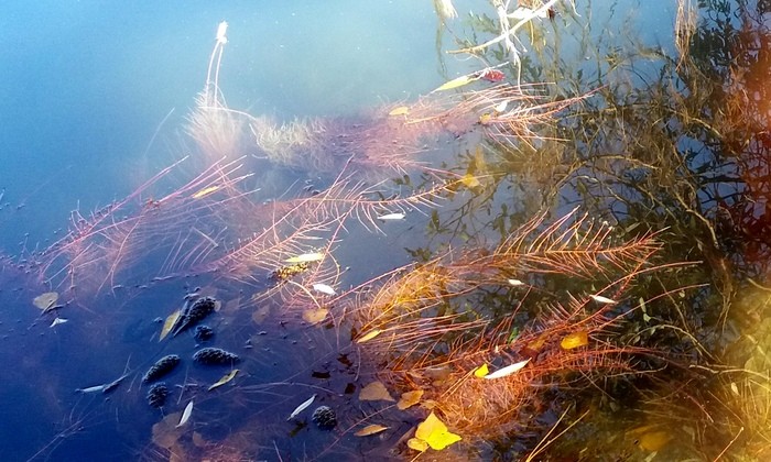 Красные водоросли в Бирюзовом озере. Фото: Алла Богданова/ The Epoch Times