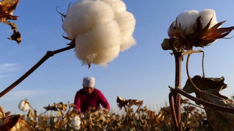 Фермер собирает хлопок с поля в Хами, Синьцзян-Уйгурский автономный район, Китай, 1 ноября 2012 года. (China Daily/Reuters)
 | Epoch Times Россия