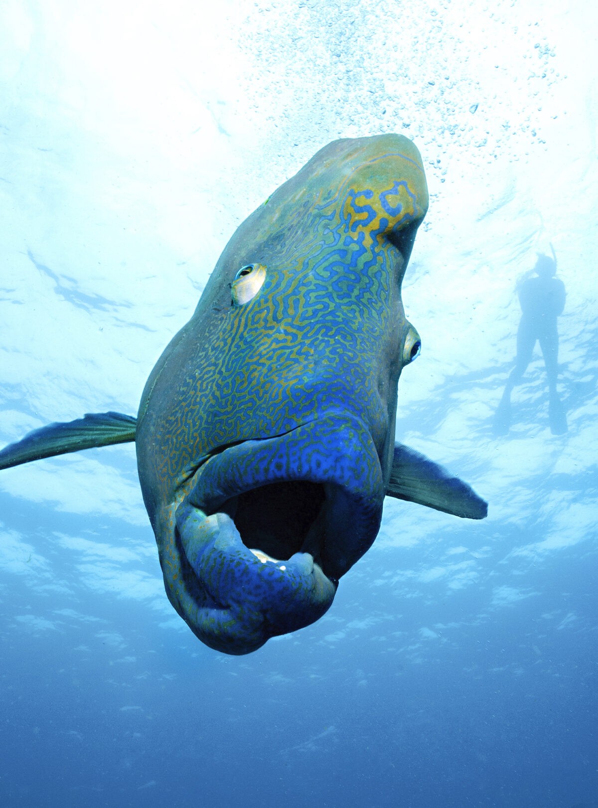 Австралийский фотограф запечатлел гигантскую рыбу-наполеона - ET | Articles