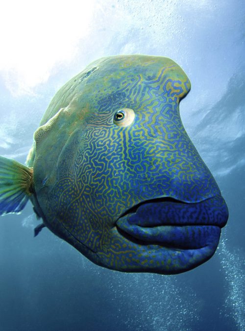 Австралийский фотограф запечатлел гигантскую рыбу-наполеона