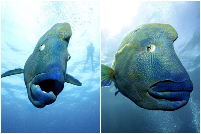 Австралийский фотограф запечатлел гигантскую рыбу-наполеона