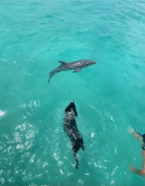 Дельфин знакомит своего детёныша с собакой, которая является его другом уже 7 лет
