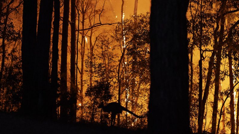 Кенгуру спасается от огня, когда пожар приближается к владениям в Коло Хайтс, Австралия, 15 ноября 2019 года. (Brett Hemmings/Getty Images)
 | Epoch Times Россия