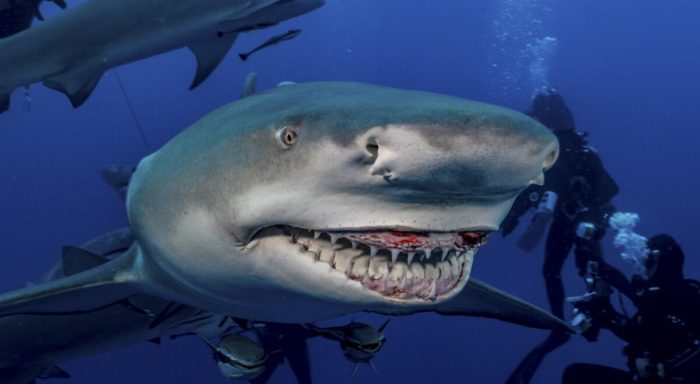 Отважный фотограф сделал невероятные снимки улыбающейся акулы
