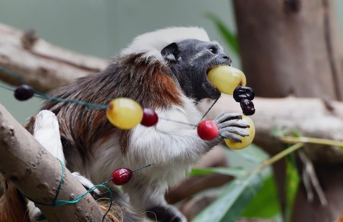 Питомцам австралийского зоопарка вручили рождественские подарки