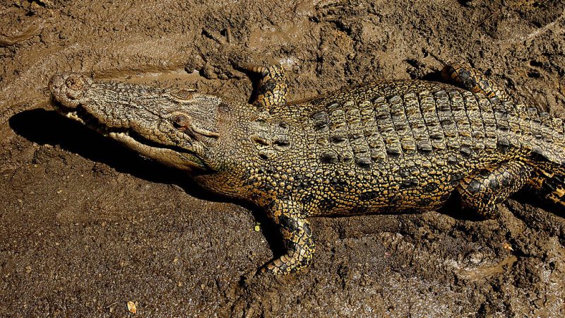 Морской крокодил лежит на берегу реки Аделаида недалеко от Дарвина, Северная территория Австралии, 2 сентября 2008 года. Greg Wood/AFP via Getty Images) | Epoch Times Россия