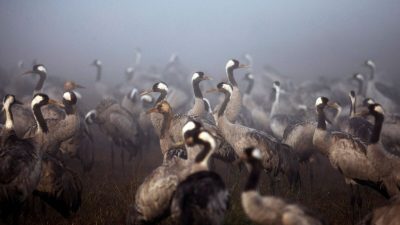 В Израиле от птичьего гриппа погибли тысячи журавлей