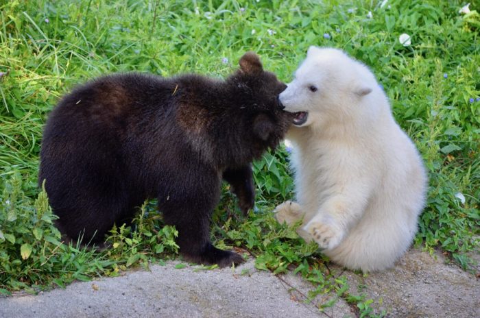 Осиротевший детёныш гризли подружился с белым медвежонком