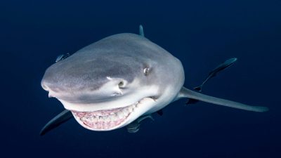 Отважный фотограф сделал невероятные снимки улыбающейся акулы