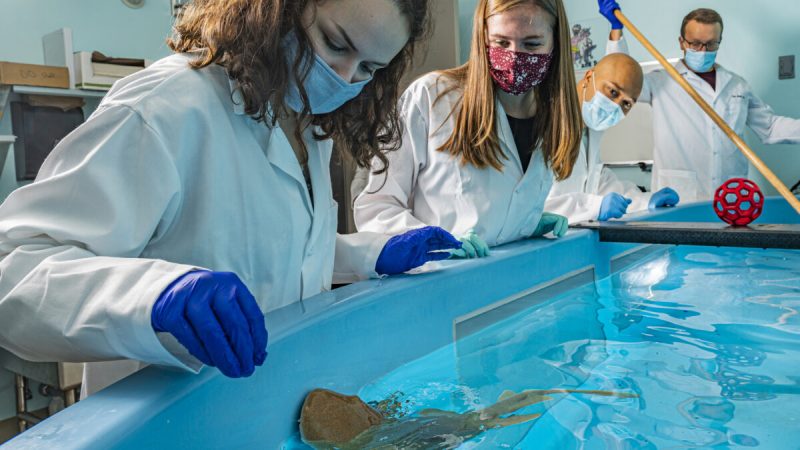 Аспирант Кендал Отт (слева) и научный сотрудник Эбигейл Джексон (справа) кормят акул-нянек в исследовательской лаборатории Аарона ЛеБо в Университете Висконсин-Мэдисон, 15 декабря 2021 года. (Bryce Richter/UW-Madison)  | Epoch Times Россия