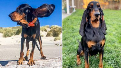 Собака с самыми длинными ушами попала в Книгу рекордов Гиннеса