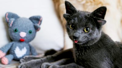 Котёнка с мутацией приютила ​​женщина из Турции