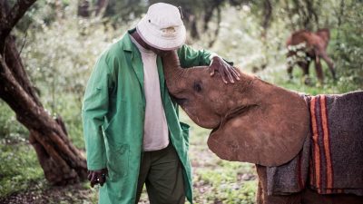 Эмоциональная связь между осиротевшими слонятами и опекунами