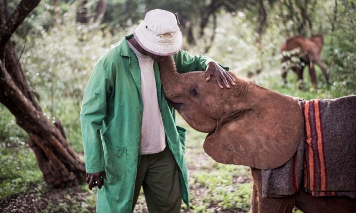 Эмоциональная связь между осиротевшими слонятами и опекунами